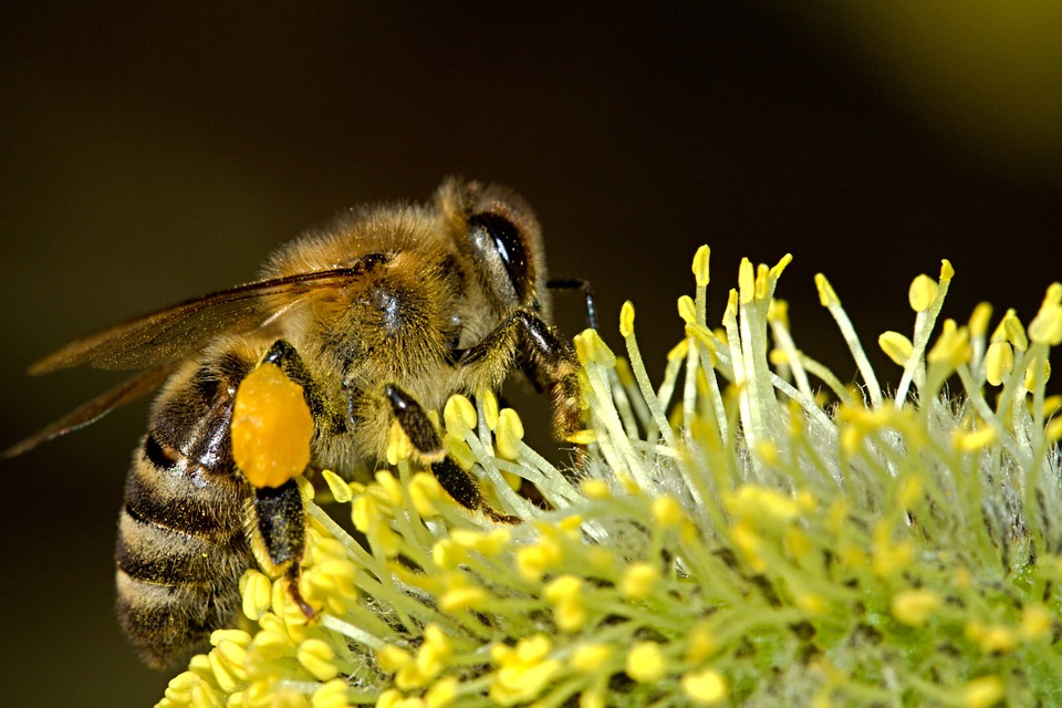 Bienen sterben Buhr Gruppe