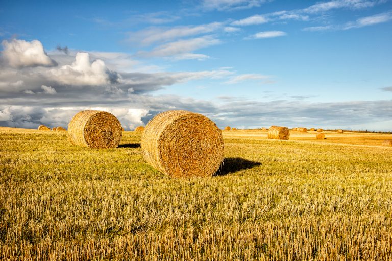 Was ist eigentlich ökologische Landwirtschaft? | Buhr Gruppe